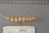 Click for 1 image(s) for this accession. Spike